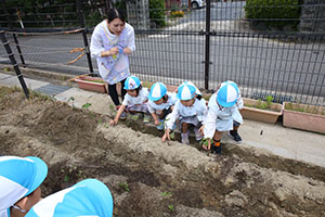 エンゼル畑にサツマイモの苗を植えました　うさぎ・こあら