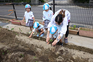 エンゼル畑にサツマイモの苗を植えました　うさぎ・こあら