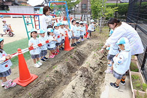 エンゼル畑にサツマイモの苗を植えました　うさぎ・こあら