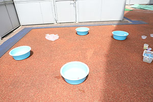 色水遊び　あひる