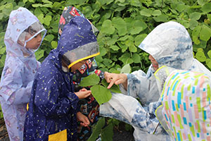 雨の日散歩にでかけました　ひまわり