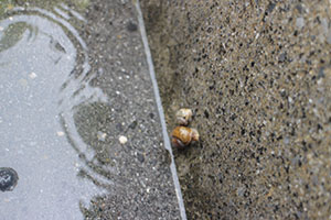 雨の日散歩にでかけました　ひまわり