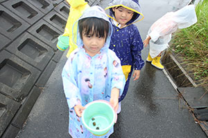 雨の日散歩にでかけました　ひまわり