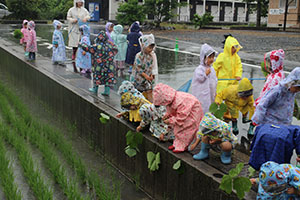 雨の日散歩にでかけました　ひまわり