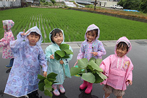 雨の日散歩にでかけました　ひまわり