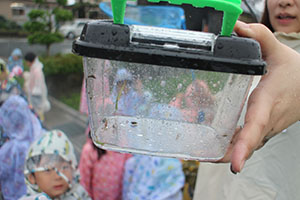 雨の日散歩にでかけました　ひまわり