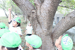 お散歩へでかけました　りす・B