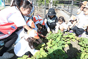 エンゼル畑でおいもほり　年少