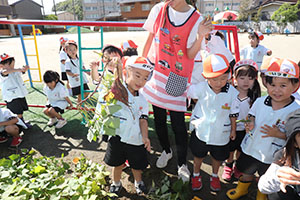 エンゼル畑でおいもほり　年少
