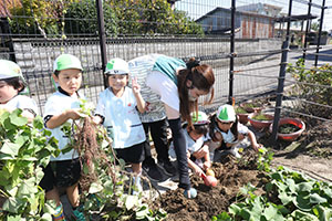 エンゼル畑でおいもほり　年少