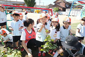 エンゼル畑でおいもほり　年少