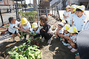 エンゼル畑でおいもほり　年少