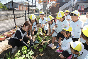 エンゼル畑でおいもほり　年少