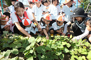 エンゼル畑でおいもほり　年少