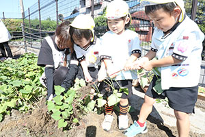 エンゼル畑でおいもほり　年少