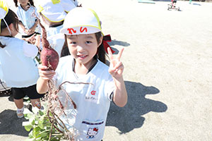 エンゼル畑でおいもほり　年少