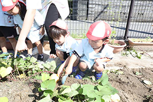 エンゼル畑でおいもほり　年少