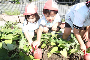 エンゼル畑でおいもほり　年少