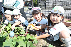 エンゼル畑でおいもほり　年少