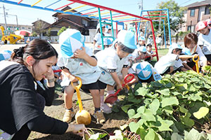 エンゼル畑でおいもほり　年少