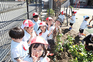 エンゼル畑でおいもほり　年少