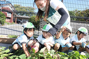 エンゼル畑でおいもほり　年少