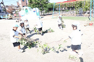 エンゼル畑でおいもほり　年少