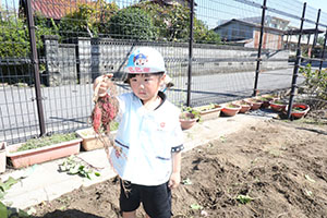 エンゼル畑でおいもほり　年少