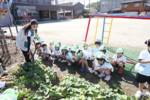 エンゼル畑でおいもほり　年少
