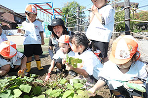 エンゼル畑でおいもほり　年少