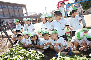 エンゼル畑でおいもほり　年少