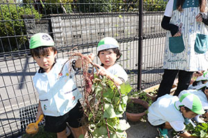 エンゼル畑でおいもほり　年少