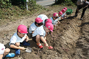 エンゼル自然体験農園でおいもほり　　年中