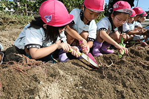 エンゼル自然体験農園でおいもほり　　年中
