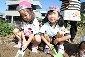 エンゼル自然体験農園でおいもほり　　年中
