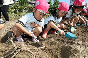 エンゼル自然体験農園でおいもほり　　年中