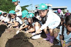 エンゼル自然体験農園でおいもほり　　年長