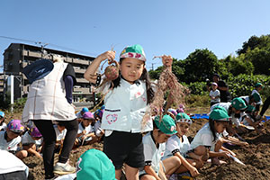 エンゼル自然体験農園でおいもほり　　年長