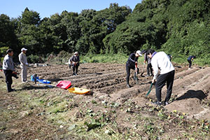 エンゼル自然体験農園でおいもほり　　年長