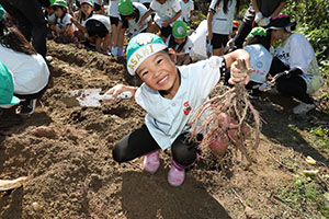 エンゼル自然体験農園でおいもほり　　年長