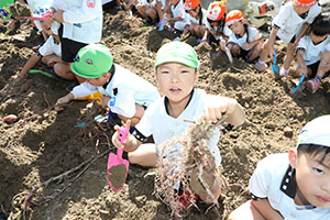 エンゼル自然体験農園でおいもほり　　年長