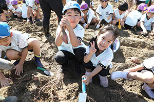 エンゼル自然体験農園でおいもほり　　年長