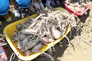 エンゼル自然体験農園でおいもほり　　年長