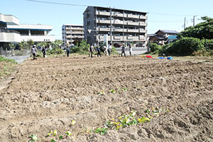 エンゼル自然体験農園でおいもほり　　年長