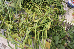 枝豆とさつまいもなどの絵を描きました　B