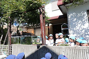 お散歩へでかけました　さくら・たんぽぽ