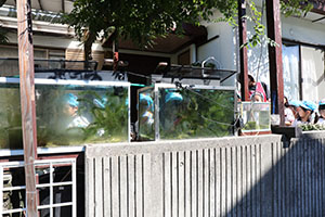 お散歩へでかけました　さくら・たんぽぽ