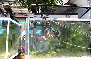 お散歩へでかけました　さくら・たんぽぽ