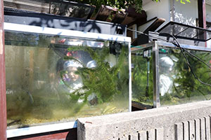 お散歩へでかけました　さくら・たんぽぽ