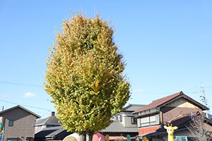 朝の園庭遊び！　A・B・C・E